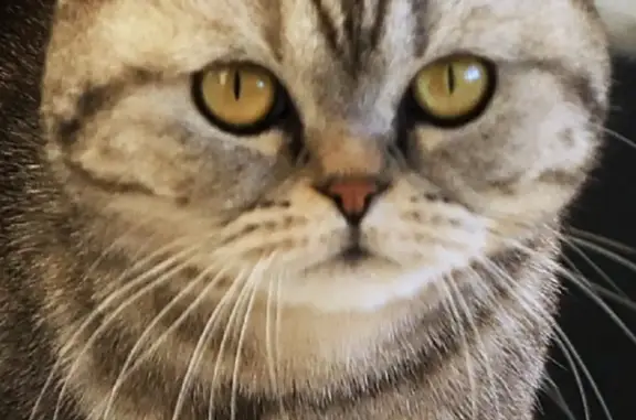 Пропала шотландская кошка на Красноветкинской, 17, Кинешма