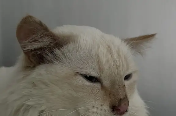 Найдена молочно-белая кошка на ул. Качалова, 32