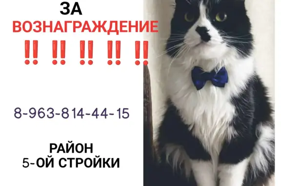 Пропала кошка Миша на Чигиринской, 31