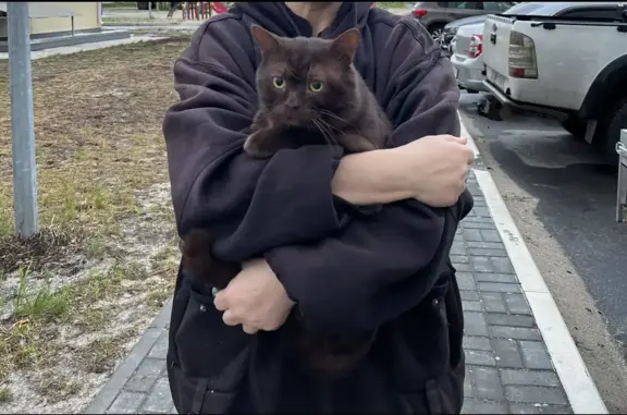 Пропала кошка на улице Новосёлов, 16