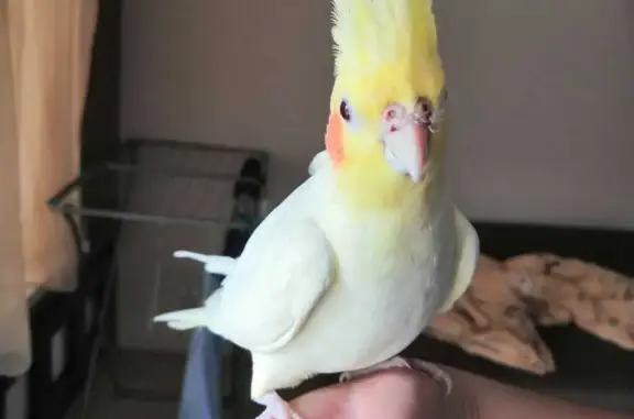 Потерянные животные Калининградская область, фото: Пропала Жёлтая птичка в Калининграде