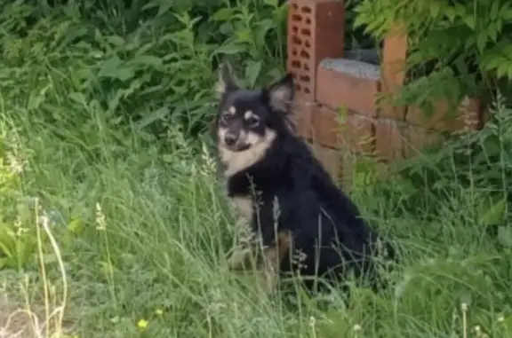 Найдена собака около жк Мичуринский, ищем дом