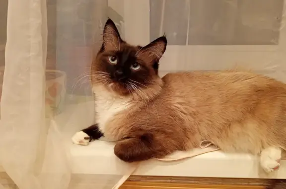 Кошки потеряшки, Смоленск, фото: Потеряшка кошка Юкки на ул. Попова, 138, Смоленск