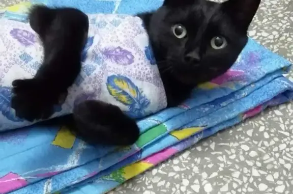 Найдена молодая черная кошка на Ярославской, ищет дом