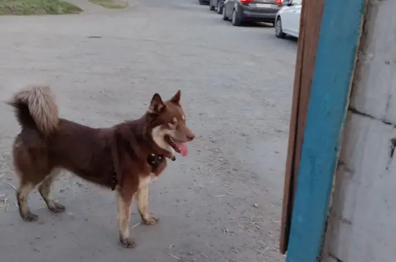 Собака в шлейке на пр. Ленина, Екб.