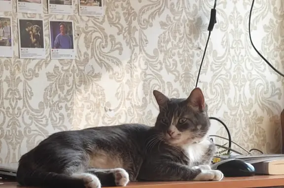Пропал серый кот на Токарева, 15, Сестрорецк
