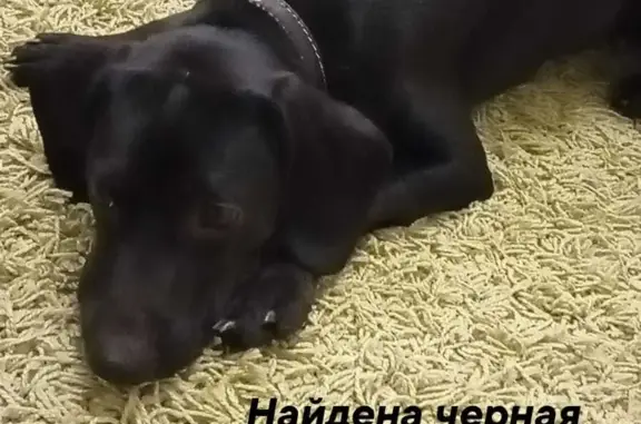 Найдена собака на ул. Сергея Лазо, 27, Томск