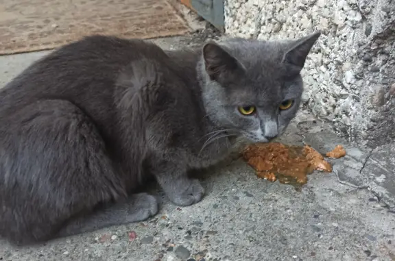 Найден породистый серый кот на пр. Ленина, Н. Новгород