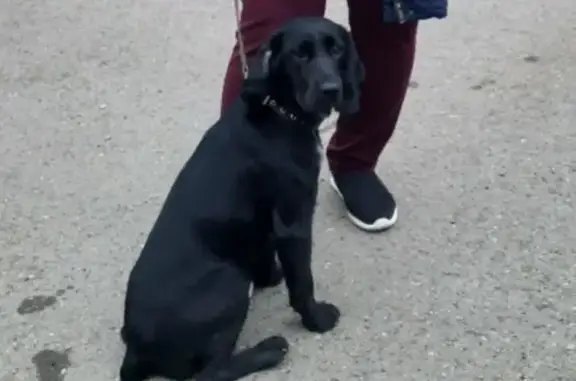 Пропала собака кокер-спаниель в Оренбурге