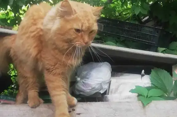 Пропала кошка на ул. Мира, 4 в Краснодаре