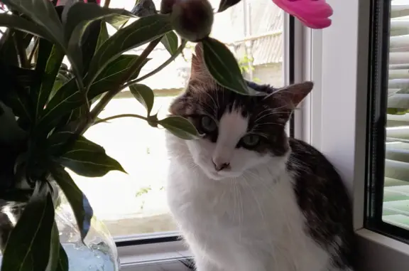 Потерянные животные Тамбов, фото: Пропала кошка на Комсомольской улице, 187 (Тамбов)