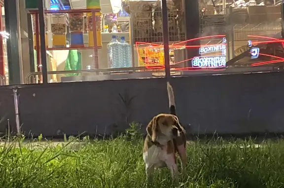 Собака на Портовой, 479 в Ростове-на-Дону.