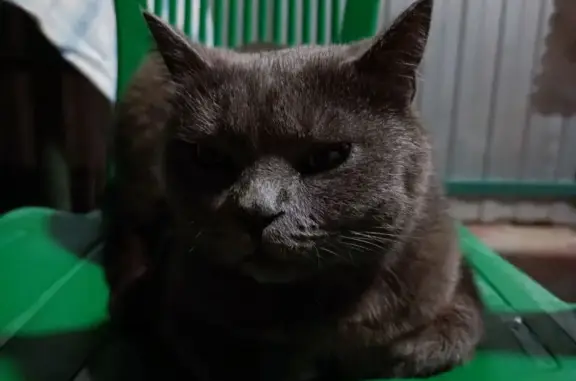 Найдена стерилизованная кошка на Одесской улице, 251