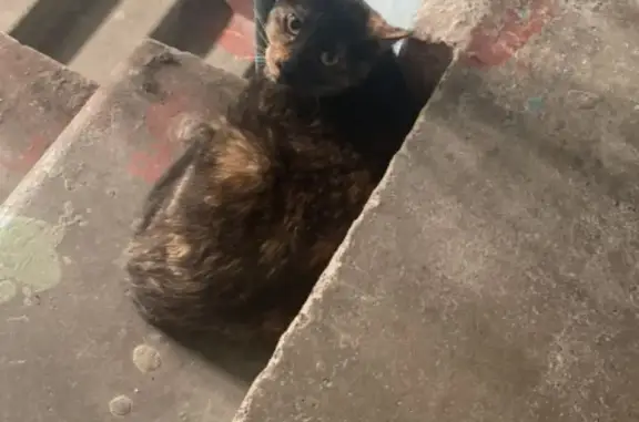 Найдена чистая кошка на пр. Фатыха Амирхана в Казани
