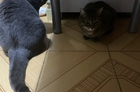 Кошки потеряшки, Новосибирск, фото: Потеряшка кошка Китя на пр. Карла Маркса, 37