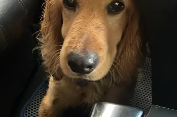 Найдена собака, Ростов-на-Дону, фото: Найден рыжий спаниель в Ростове-на-Дону, ул. Подъездная, 53