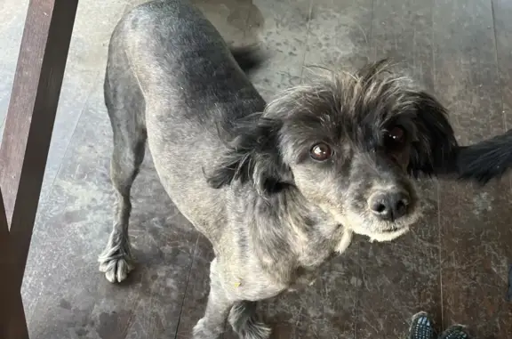 Пропала собака в Чите, серого окраса
