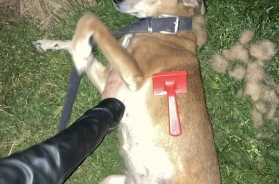 Найдена рыжая собака на Петровском бульваре