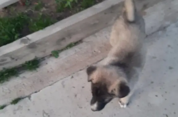Пропал щенок на проходной ЛВРЗ в Улан-Удэ