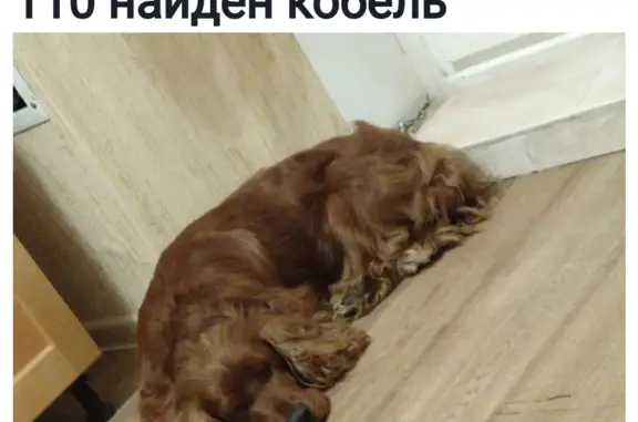 Найдена собака Спаниель на ул. Ленина 6