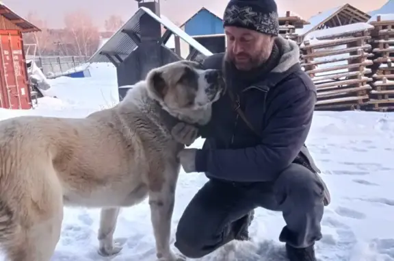 Пропала собака на Александровском тракте в Иркутске