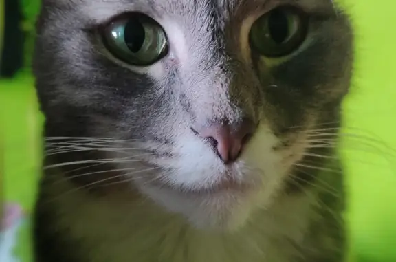 Потерянные животные Санкт-Петербург, фото: Пропала кошка Бася на ул. Верности 10/1