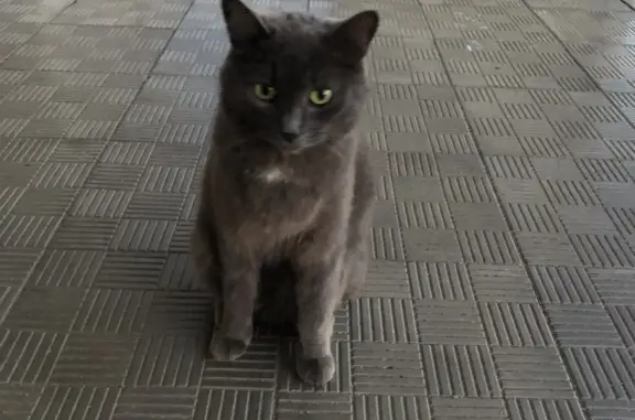 Найдена серая кошка возле Ваана Теряна, 53