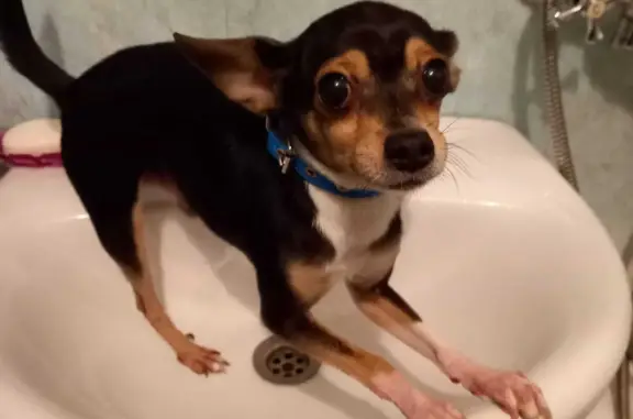 Собаки потеряшки, Санкт-Петербург, фото: Потеряшка собака в Санкт-Петербурге: Русский Той, улица Партизана Германа, 15