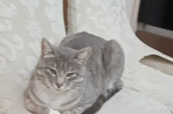 Кошки потеряшки, Большой Луг (шелеховский), фото: Потеряшка кошка на Еловой, 42А