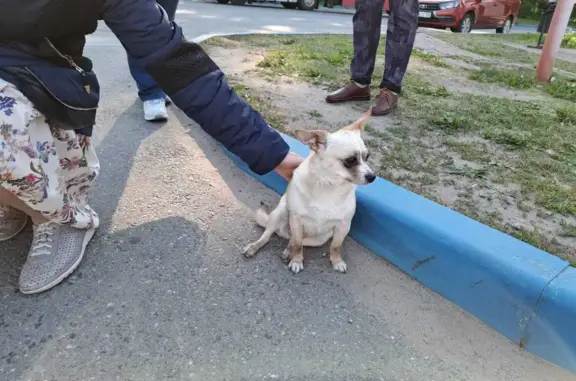 Собака ждет хозяина на заправке, ул. Терещенко, 4, Рождествено