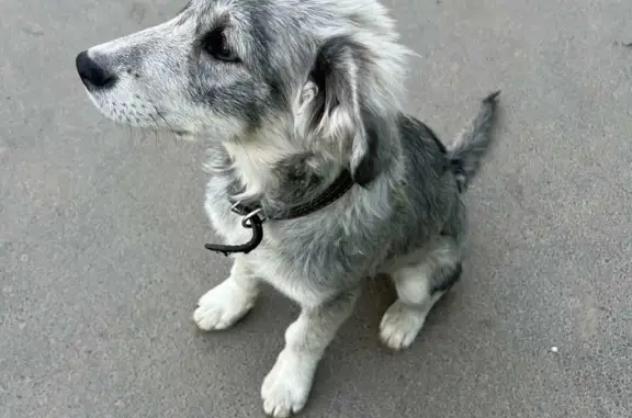 Собака найдена в ЖК Сокол, Иркутская область