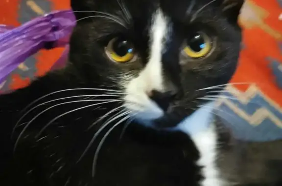 Пропала кошка в Подольске: черно-белая, пугливая.