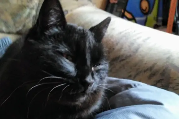 Потерянные животные Минусинск, фото: Пропала птица и кот на Кольцевой, Минусинск