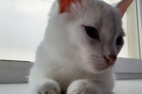 Пропала белая кошка на ул. Мира, Баймак