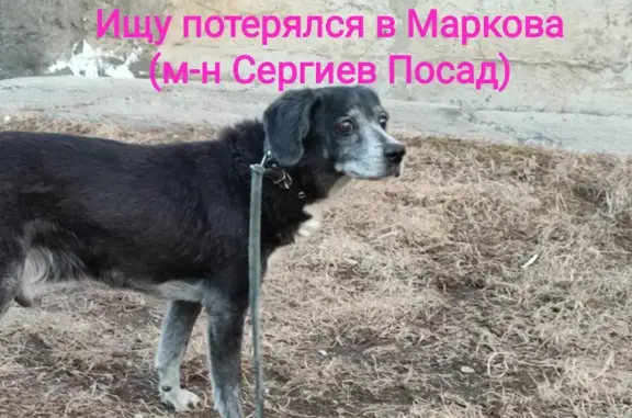 Пропала собака на Садовой улице, не слышит.