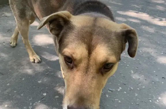 Найден домашний пёс в коттеджном посёлке, Московская область