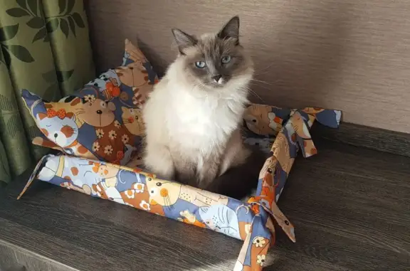 Кошки потеряшки, Киров, фото: Потеряшка кошка на Пионерской, Невская маскарадная, девочка, пушистая.