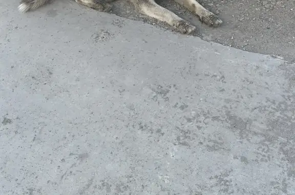 Собака Хаски найдена на Кареглазом проезде, Петрозаводск