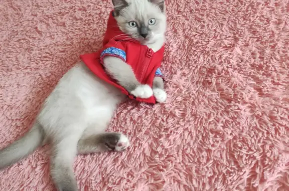 Пропала тайская кошка в Кузнецком, Калининградская область