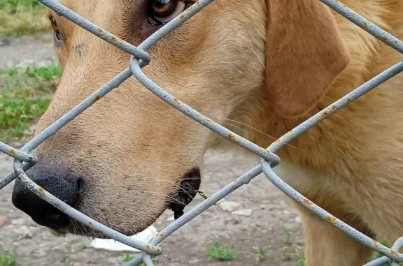 Найдена собака в Воскресенском районе, Саратовской области