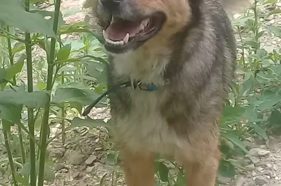 Найдена собака с голубым ошейником в Пятигорске