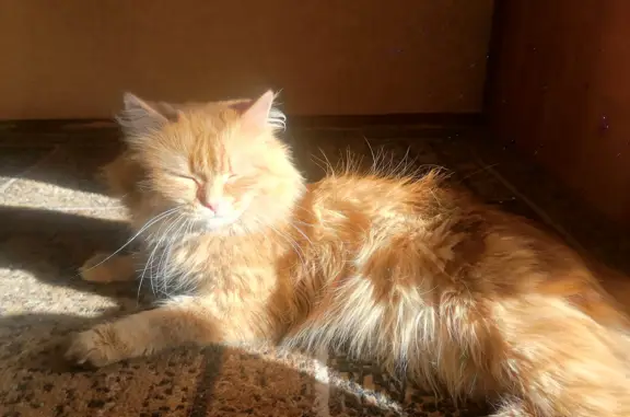 Пропала кошка на Радищева, 32 в Новокузнецке