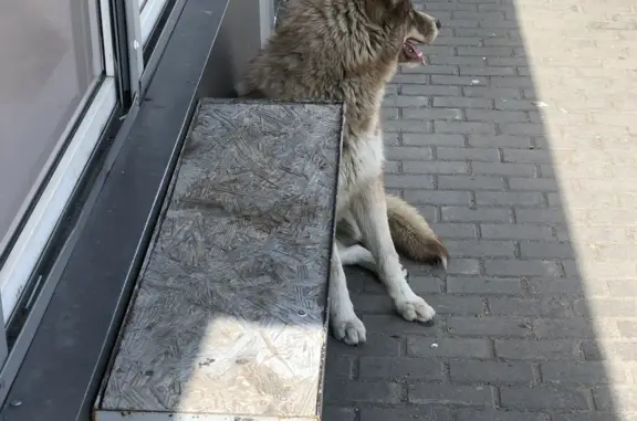 Собака найдена в Калининграде, хозяин отказался