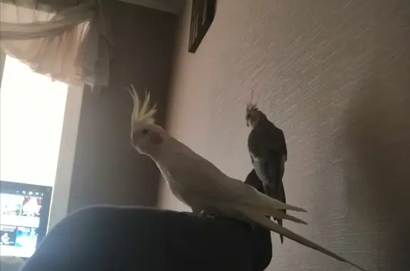 Потерянные животные Калининград, фото: Пропала жёлтая корелла на Гражданской, Калининград