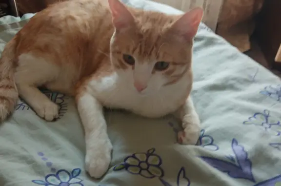 Кошки потеряшки, Новосибирск, фото: Потеряшка кот на Магаданской, Новосибирск