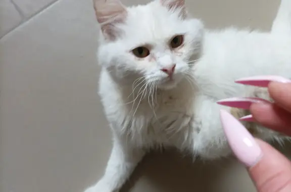 Найдена белая кошка на Чернышевского, ищет дом