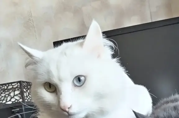 Кошки потеряшки, Ижевск, фото: Потеряшка кошка на улице 9 Января, 133 в Ижевске.