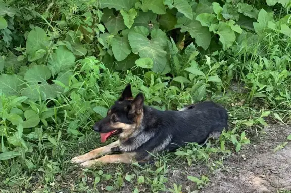 Собака с переломом лапы найдена в Столбище, Татарстан.