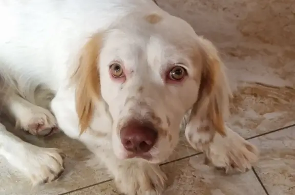 Найдена собака на Крымской улице в Анапе