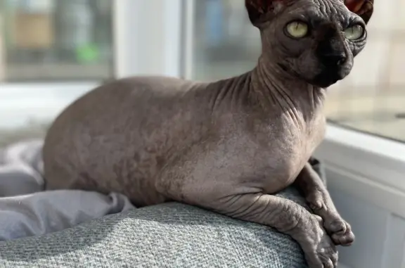 Кошки потеряшки, Санкт-Петербург, фото: Потеряшкаи две кошки на Кима 28Б, одна серая, другая розовая.